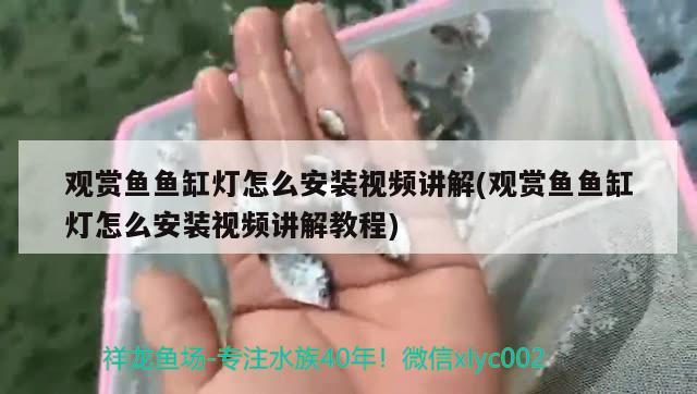 观赏鱼鱼缸灯怎么安装视频讲解(观赏鱼鱼缸灯怎么安装视频讲解教程)