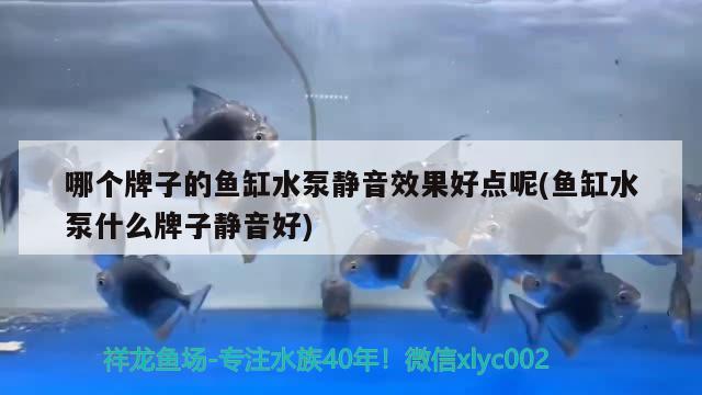 哪个牌子的鱼缸水泵静音效果好点呢(鱼缸水泵什么牌子静音好)