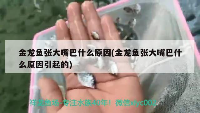 金龙鱼张大嘴巴什么原因(金龙鱼张大嘴巴什么原因引起的) 黄金达摩鱼