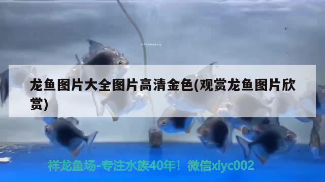 龙鱼图片大全图片高清金色(观赏龙鱼图片欣赏) 泰庞海莲鱼 第1张