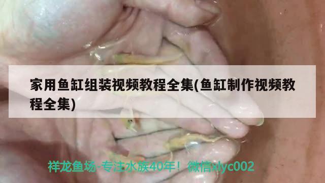 家用鱼缸组装视频教程全集(鱼缸制作视频教程全集) 埃及神仙鱼