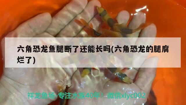 六角恐龙鱼腿断了还能长吗(六角恐龙的腿腐烂了) 红龙专用鱼粮饲料