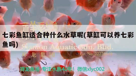 七彩鱼缸适合种什么水草呢(草缸可以养七彩鱼吗) 水草