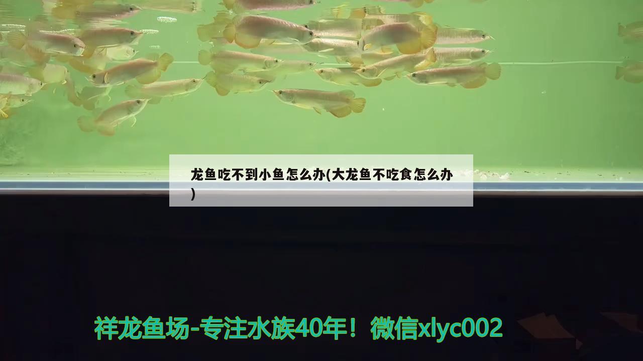 龙鱼吃不到小鱼怎么办(大龙鱼不吃食怎么办) 奈及利亚红圆点狗头