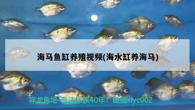 海马鱼缸养殖视频(海水缸养海马) 白子红龙鱼