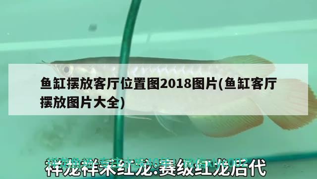 鱼缸摆放客厅位置图2018图片(鱼缸客厅摆放图片大全) 锦鲤鱼