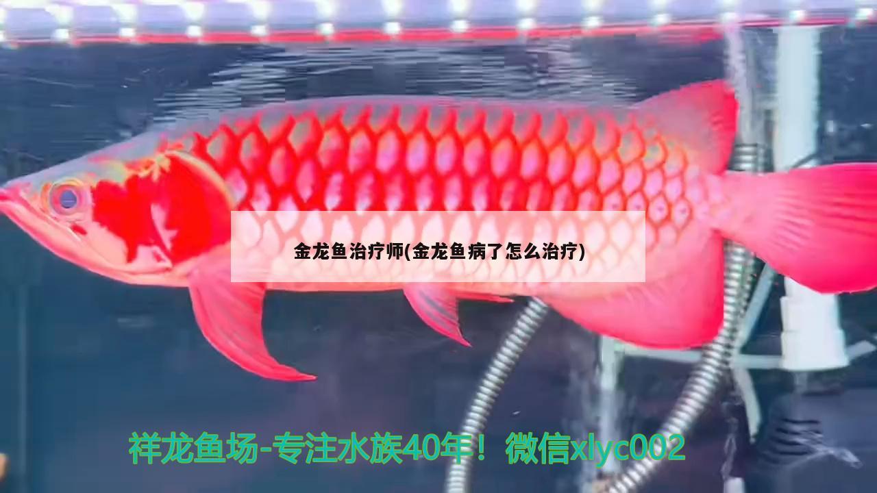 金龙鱼治疗师(金龙鱼病了怎么治疗) 观赏龟/鳖饲料