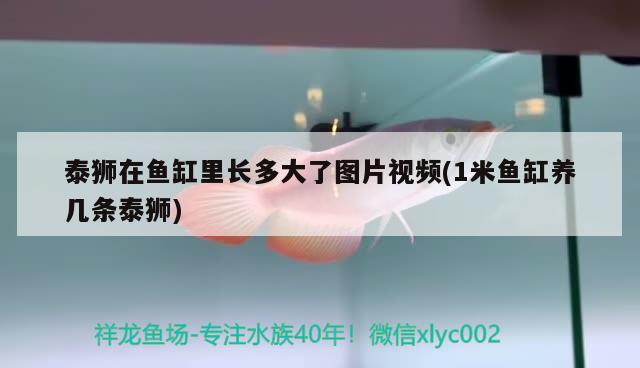 泰狮在鱼缸里长多大了图片视频(1米鱼缸养几条泰狮) 定时器/自控系统