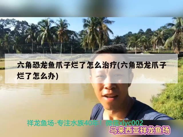 六角恐龙鱼爪子烂了怎么治疗(六角恐龙爪子烂了怎么办)