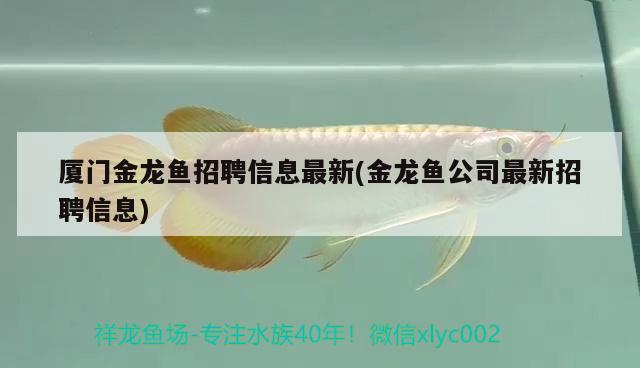 厦门金龙鱼招聘信息最新(金龙鱼公司最新招聘信息) 观赏鱼进出口 第1张