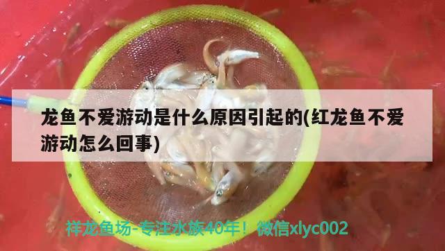 龙鱼不爱游动是什么原因引起的(红龙鱼不爱游动怎么回事)