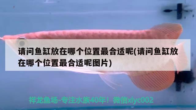 请问鱼缸放在哪个位置最合适呢(请问鱼缸放在哪个位置最合适呢图片) 广州祥龙国际水族贸易