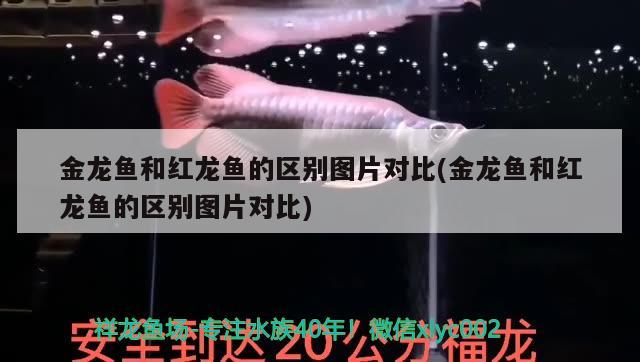 金龙鱼和红龙鱼的区别图片对比(金龙鱼和红龙鱼的区别图片对比) 粗线银版鱼苗