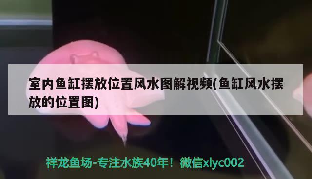 室内鱼缸摆放位置风水图解视频(鱼缸风水摆放的位置图) 鱼缸风水