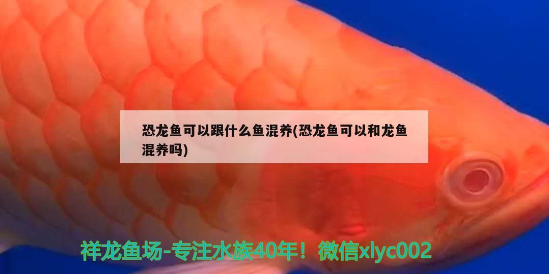 恐龙鱼可以跟什么鱼混养(恐龙鱼可以和龙鱼混养吗) 龙鱼批发