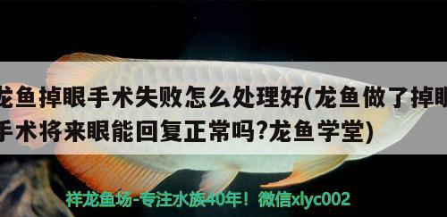 龙鱼掉眼手术失败怎么处理好(龙鱼做了掉眼手术将来眼能回复正常吗?龙鱼学堂) 白化巴西龟（白巴） 第3张