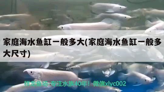 家庭海水鱼缸一般多大(家庭海水鱼缸一般多大尺寸) 海水鱼