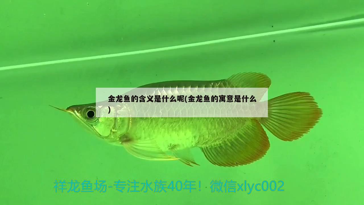 金龙鱼的含义是什么呢(金龙鱼的寓意是什么) 水族用品