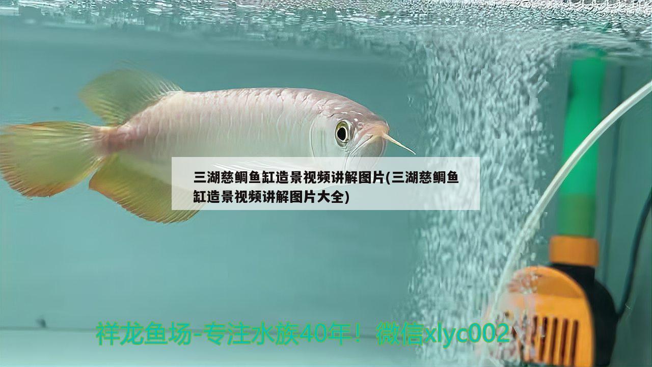 三湖慈鲷鱼缸造景视频讲解图片(三湖慈鲷鱼缸造景视频讲解图片大全)