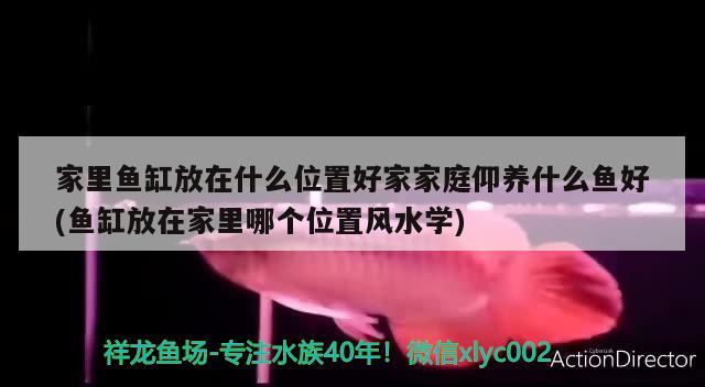 家里鱼缸放在什么位置好家家庭仰养什么鱼好(鱼缸放在家里哪个位置风水学)