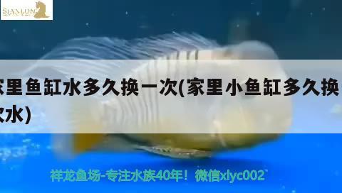 家里鱼缸水多久换一次(家里小鱼缸多久换一次水) 斑马鸭嘴鱼苗