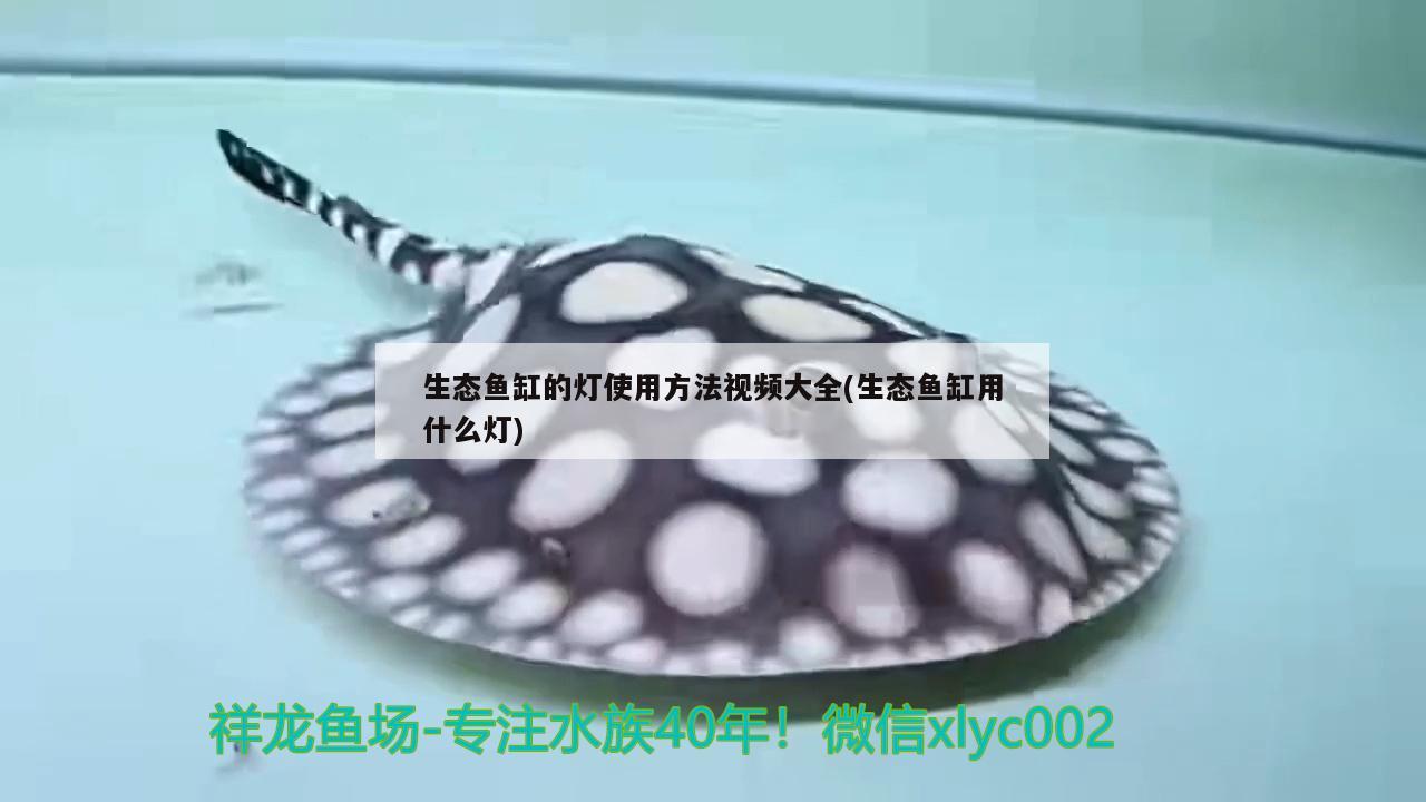 生态鱼缸的灯使用方法视频大全(生态鱼缸用什么灯)