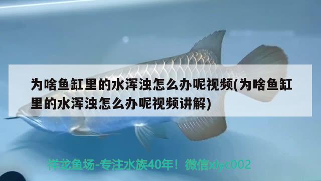 为啥鱼缸里的水浑浊怎么办呢视频(为啥鱼缸里的水浑浊怎么办呢视频讲解) 祥龙鱼场