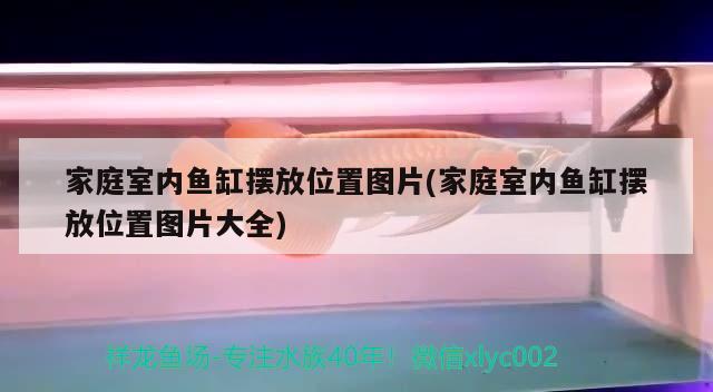 家庭室内鱼缸摆放位置图片(家庭室内鱼缸摆放位置图片大全) 月光鸭嘴鱼苗