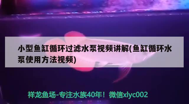 小型鱼缸循环过滤水泵视频讲解(鱼缸循环水泵使用方法视频) 黄金梦幻雷龙鱼