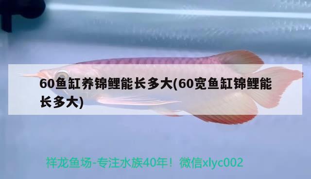 60鱼缸养锦鲤能长多大(60宽鱼缸锦鲤能长多大) 委内瑞拉奥里诺三间鱼苗