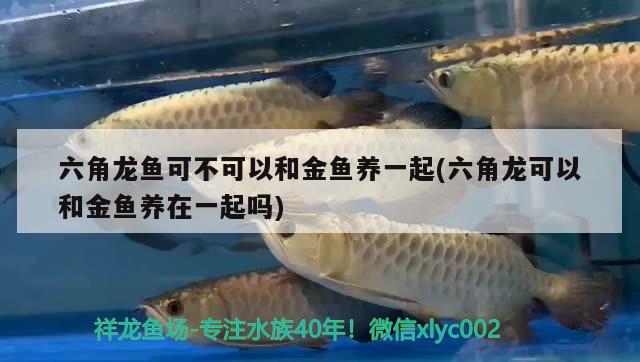 六角龙鱼可不可以和金鱼养一起(六角龙可以和金鱼养在一起吗) 鱼缸清洁用具