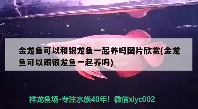 金龙鱼可以和银龙鱼一起养吗图片欣赏(金龙鱼可以跟银龙鱼一起养吗) 银龙鱼