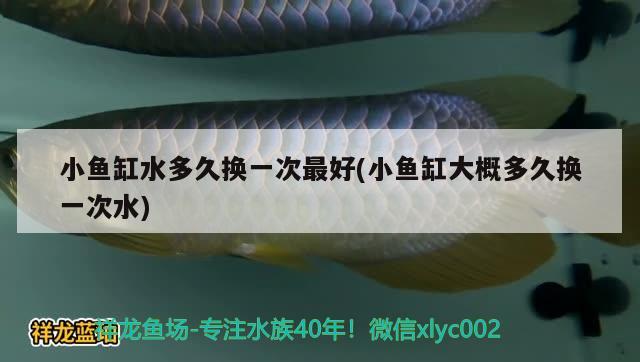 小鱼缸水多久换一次最好(小鱼缸大概多久换一次水) 养鱼知识