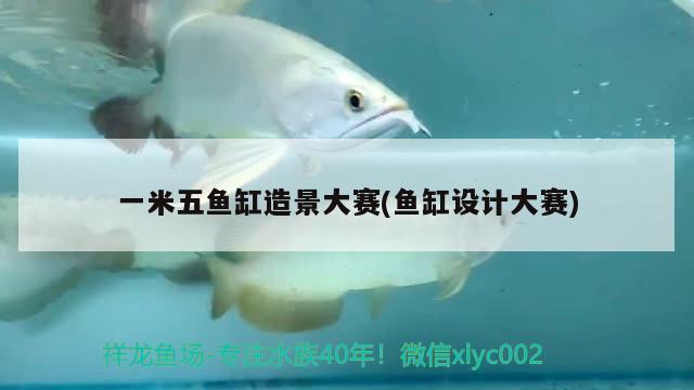 一米五鱼缸造景大赛(鱼缸设计大赛) 鱼缸等水族设备 第2张