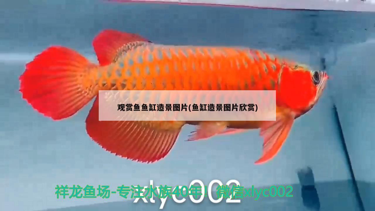 观赏鱼鱼缸造景图片(鱼缸造景图片欣赏) 玫瑰银版鱼 第2张