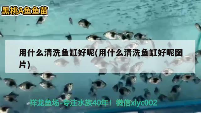 用什么清洗鱼缸好呢(用什么清洗鱼缸好呢图片) 祥龙水族滤材/器材