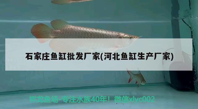 石家庄鱼缸批发厂家(河北鱼缸生产厂家) 祥龙龙鱼专用水族灯