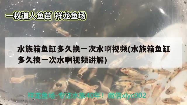 水族箱鱼缸多久换一次水啊视频(水族箱鱼缸多久换一次水啊视频讲解)