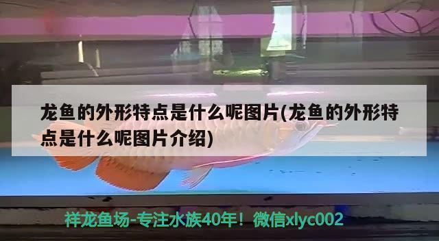 龙鱼的外形特点是什么呢图片(龙鱼的外形特点是什么呢图片介绍)