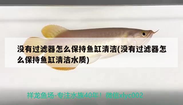 没有过滤器怎么保持鱼缸清洁(没有过滤器怎么保持鱼缸清洁水质) 彩鲽鱼缸（彩蝶鱼缸）