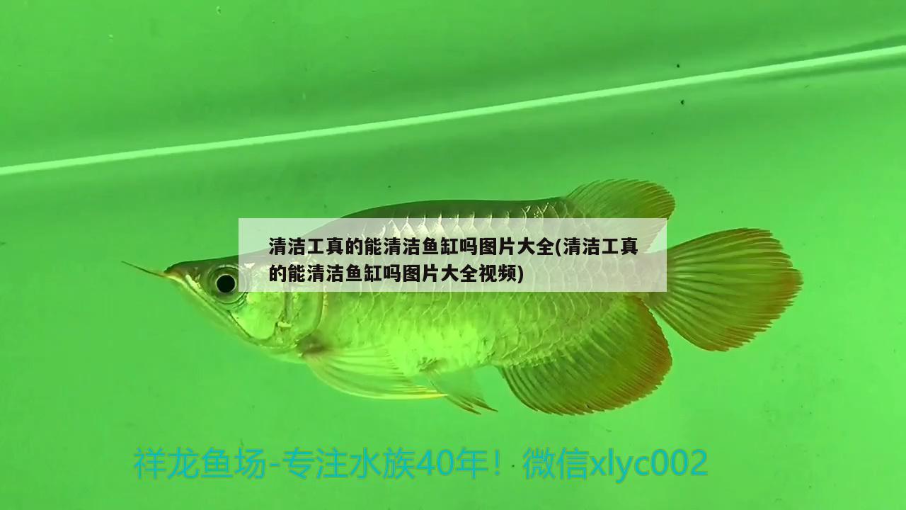 清洁工真的能清洁鱼缸吗图片大全(清洁工真的能清洁鱼缸吗图片大全视频)