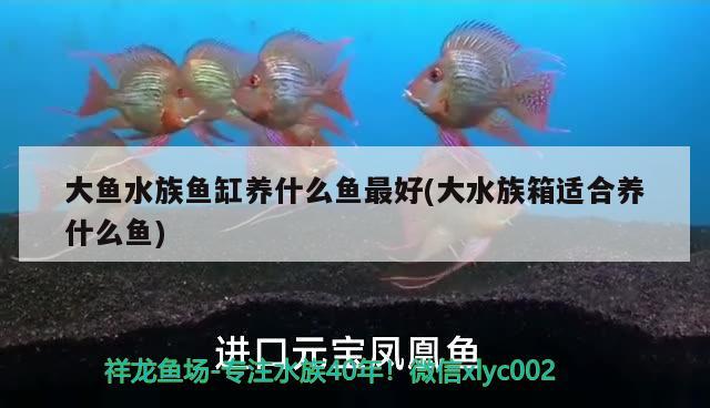 大鱼水族鱼缸养什么鱼最好(大水族箱适合养什么鱼)