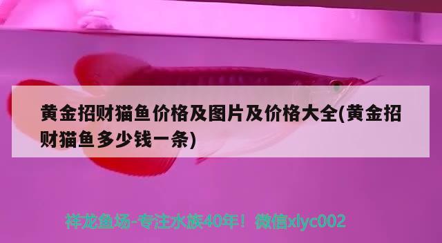 黄金招财猫鱼价格及图片及价格大全(黄金招财猫鱼多少钱一条) 黄金招财猫鱼