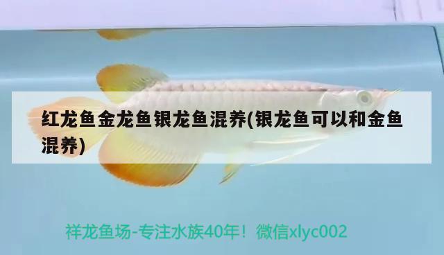 红龙鱼金龙鱼银龙鱼混养(银龙鱼可以和金鱼混养) 银龙鱼