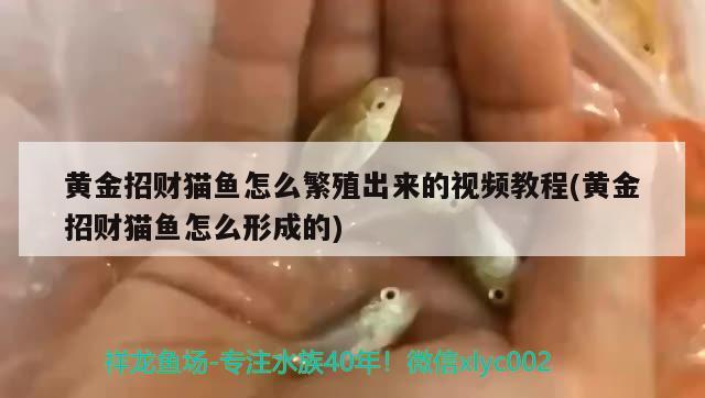 黄金招财猫鱼怎么繁殖出来的视频教程(黄金招财猫鱼怎么形成的) 黄金招财猫鱼