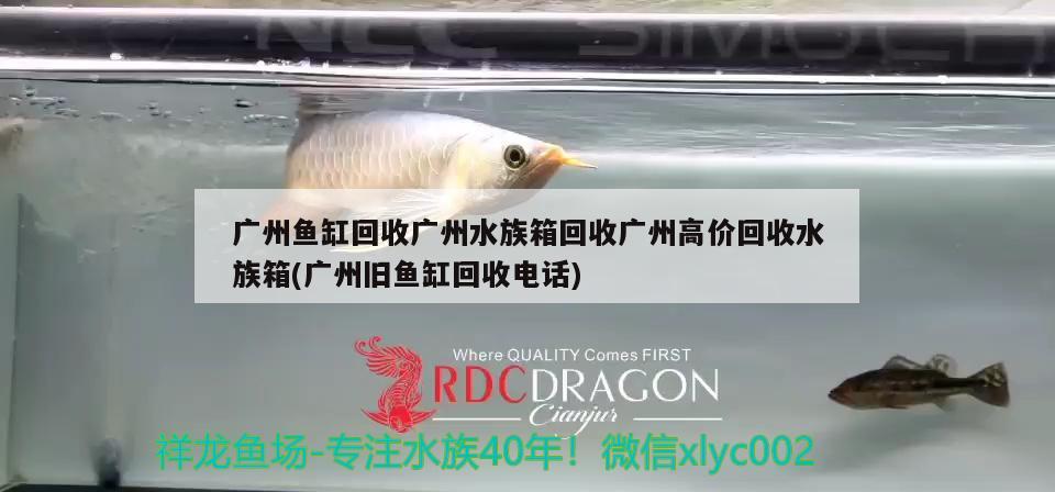 广州鱼缸回收广州水族箱回收广州高价回收水族箱(广州旧鱼缸回收电话)