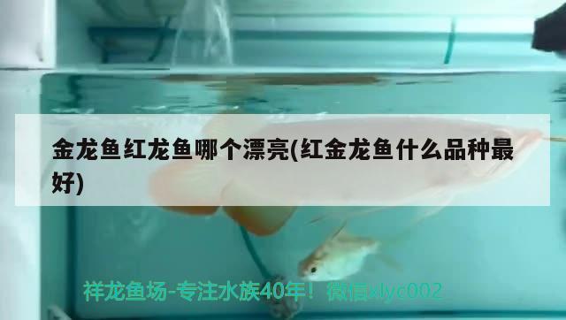 金龙鱼红龙鱼哪个漂亮(红金龙鱼什么品种最好) 委内瑞拉奥里诺三间鱼苗