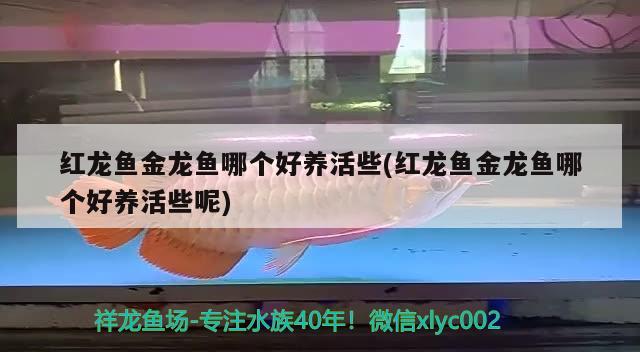 红龙鱼金龙鱼哪个好养活些(红龙鱼金龙鱼哪个好养活些呢) 白子红龙鱼