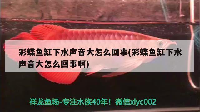 彩蝶鱼缸下水声音大怎么回事(彩蝶鱼缸下水声音大怎么回事啊) 眼斑鱼