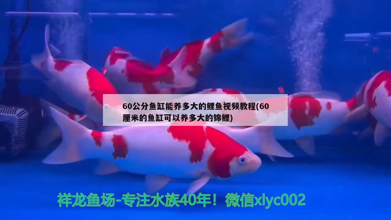 60公分鱼缸能养多大的鲤鱼视频教程(60厘米的鱼缸可以养多大的锦鲤)